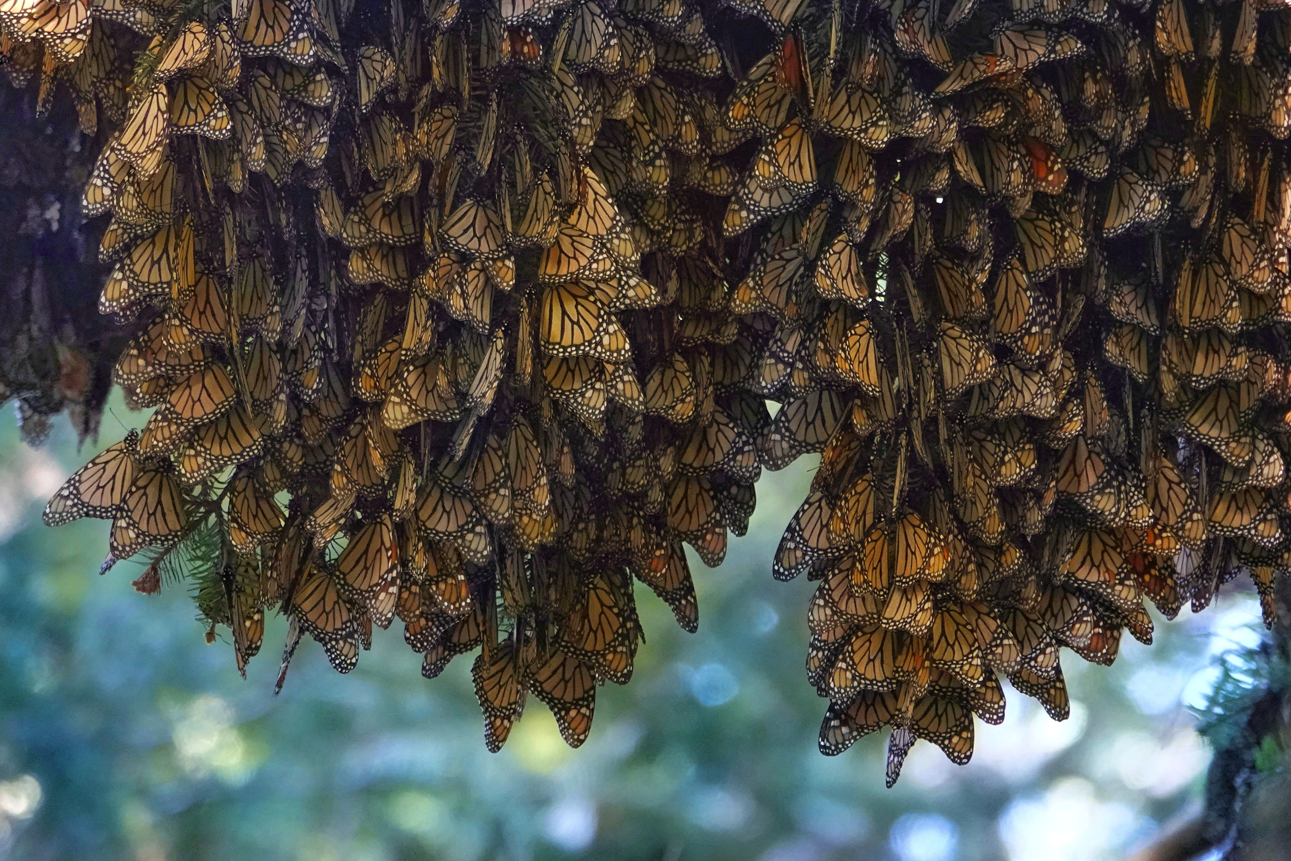Grappes de papillons monarques